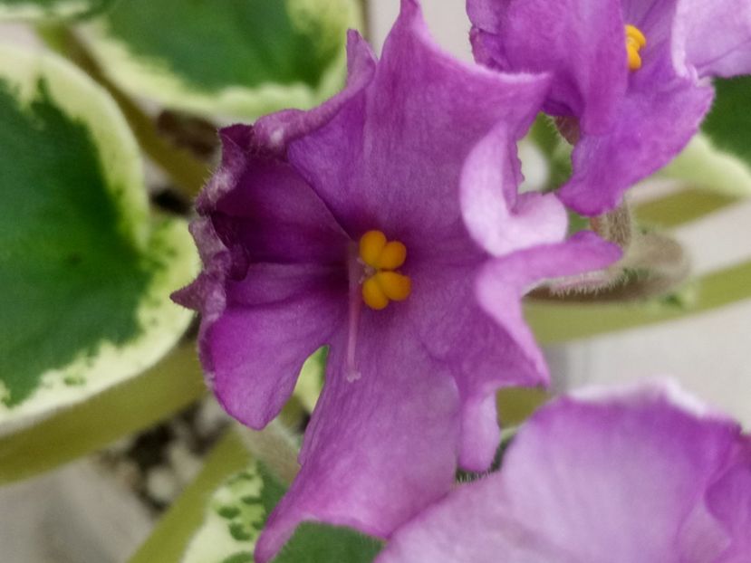 2 ian - ZZ DS Kankan