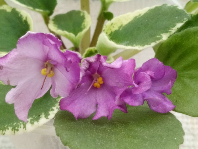 2 ian - ZZ DS Kankan