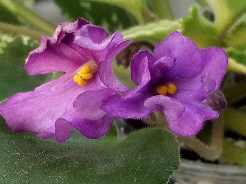 2 ian - ZZ DS Kankan