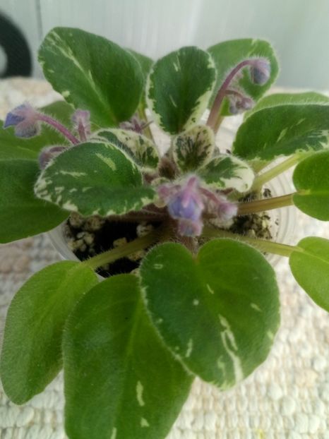 11 dec - Definitely Darryl