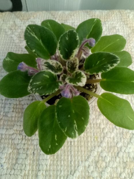 11 dec - Definitely Darryl