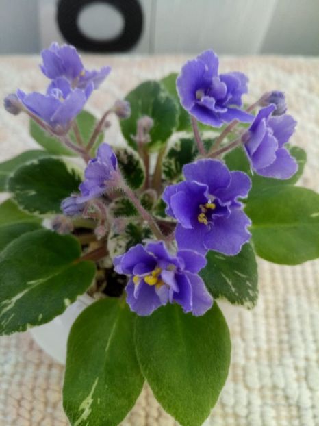 25 dec - Definitely Darryl