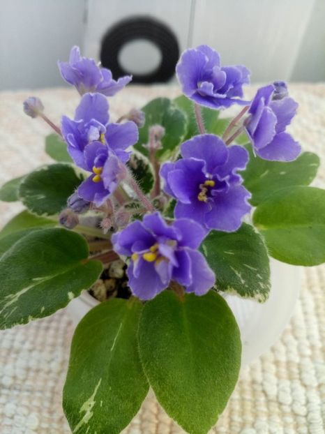 25 dec - Definitely Darryl