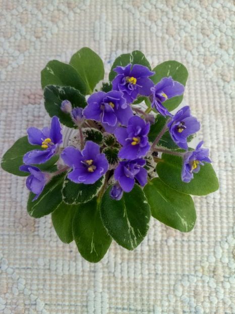 29 dec - Definitely Darryl