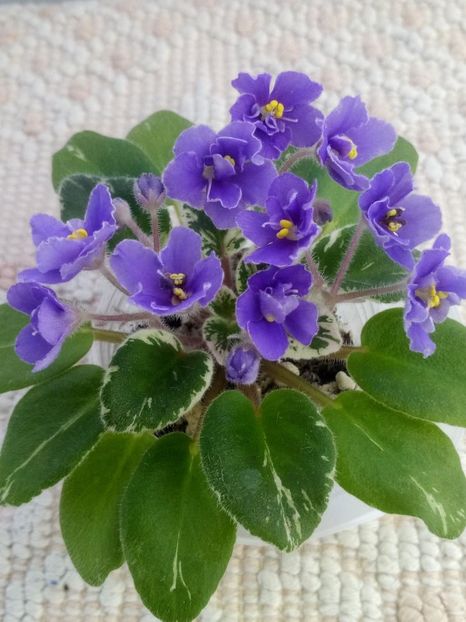 29 dec - Definitely Darryl