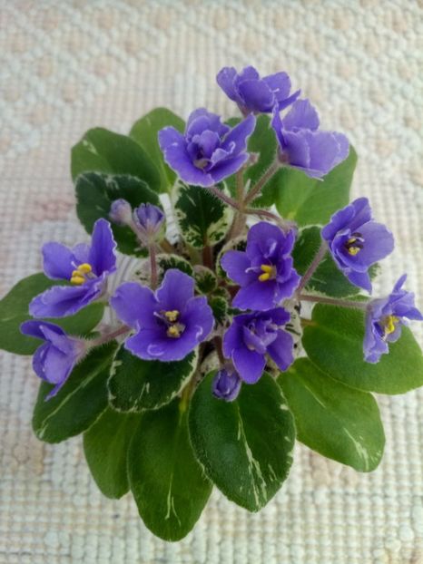 29 dec - Definitely Darryl