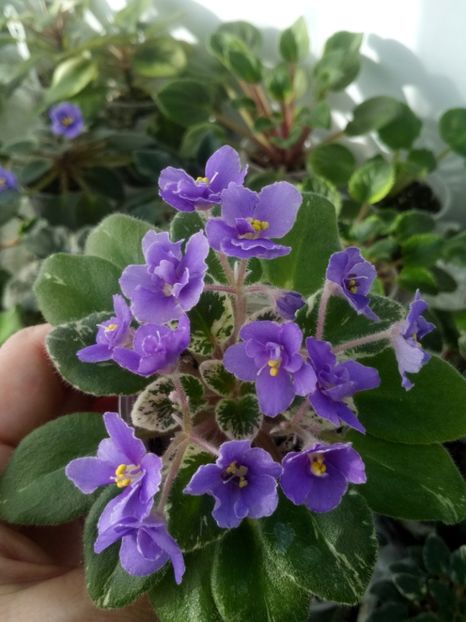 2 ian - Definitely Darryl