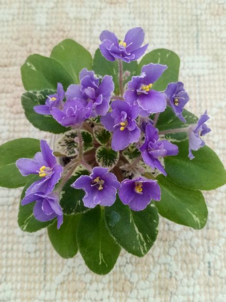 2 ian - Definitely Darryl