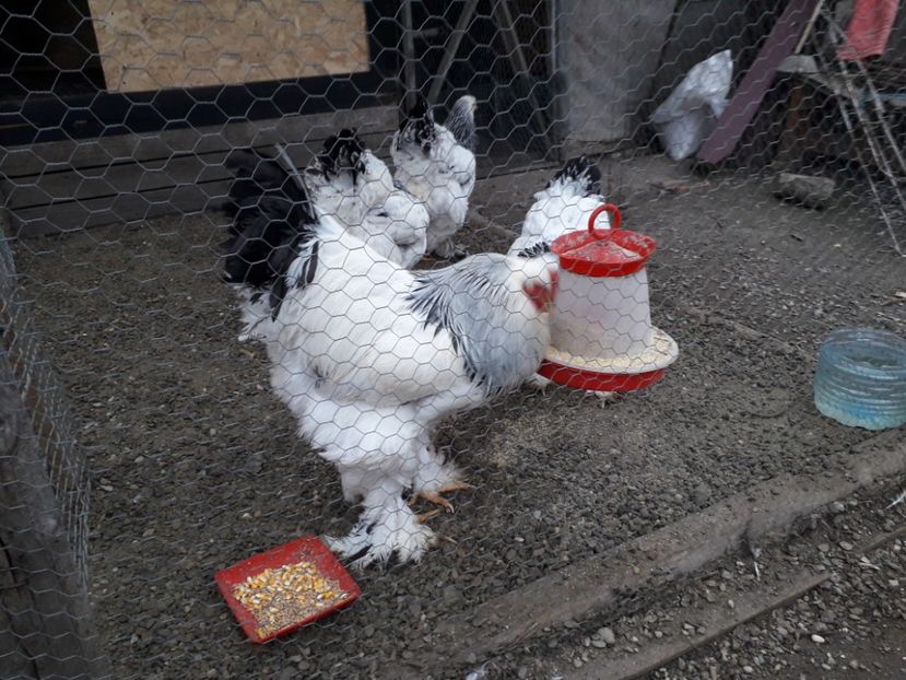  - BRAHMA PENTRU 2020