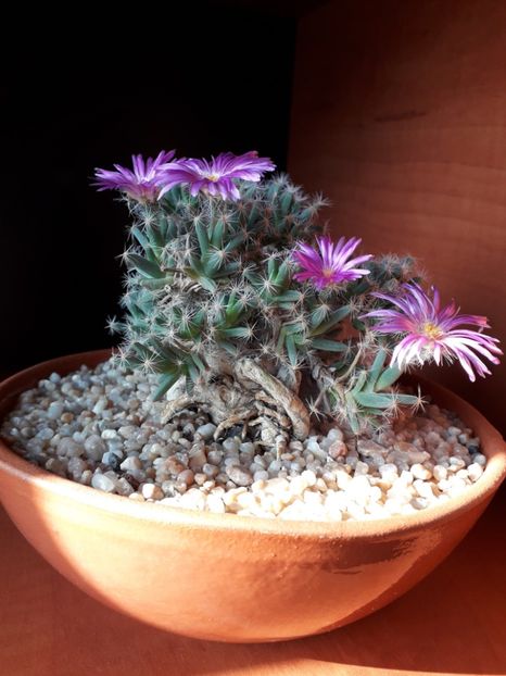 Revelion 2020: Trichodiadema densum - Flori in plina iarna