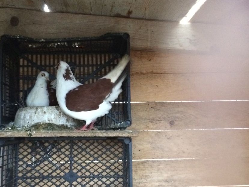  - 7- Jucatori de galati