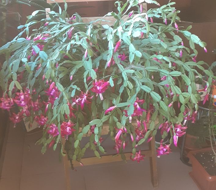  - Schlumbergera