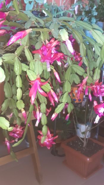  - Schlumbergera