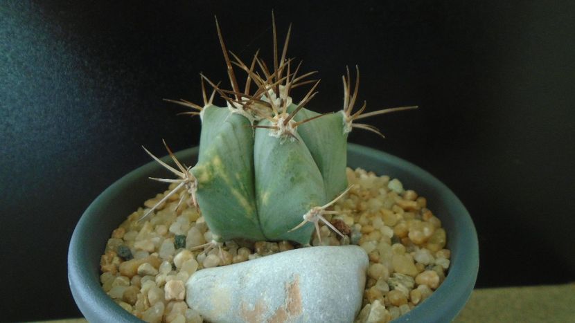 Echinocactus platyacanthus - Cactusi 2019 final - catalogare 1