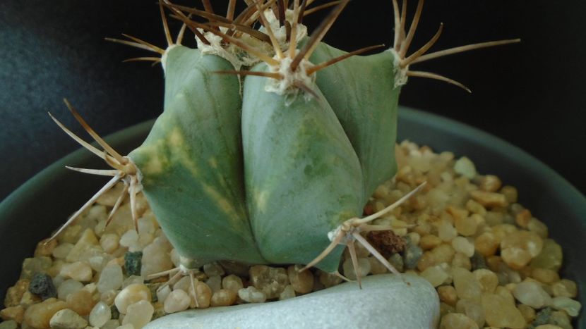 Echinocactus platyacanthus - Cactusi 2019 final - catalogare 1