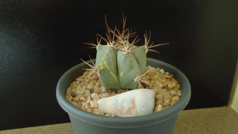 Echinocactus platyacanthus - Cactusi 2019 final - catalogare 1