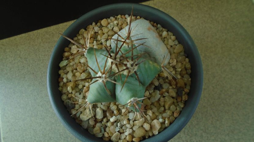 Echinocactus platyacanthus - Cactusi 2019 final - catalogare 1