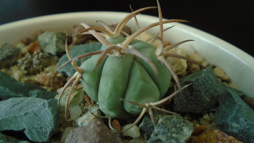 Echinocactus horizonthalonius, West of Texas, USA - Cactusi 2019 final - catalogare 1