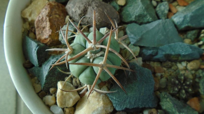 Echinocactus horizonthalonius, West of Texas, USA - Cactusi 2019 final - catalogare 1
