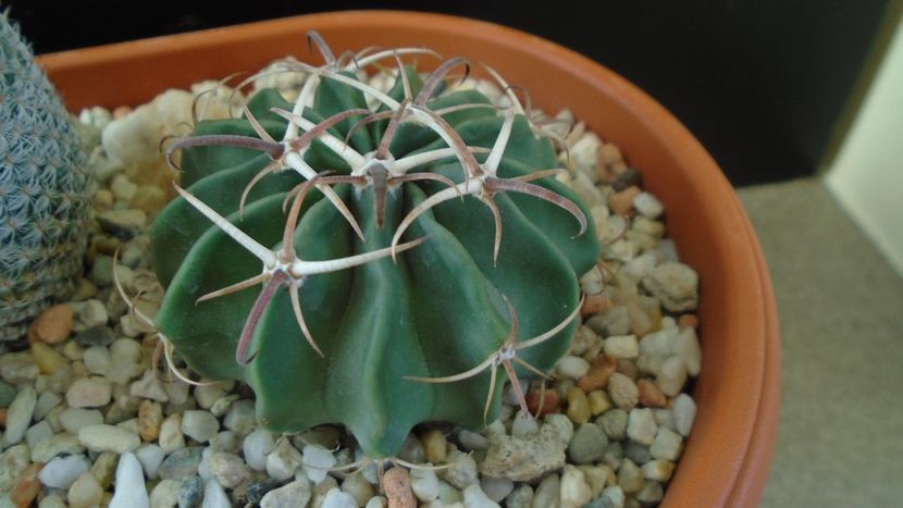 Echinocactus (Homalocephala) texensis - Cactusi 2019 final - catalogare 1