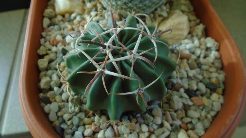 Echinocactus (Homalocephala) texensis - Cactusi 2019 final - catalogare 1