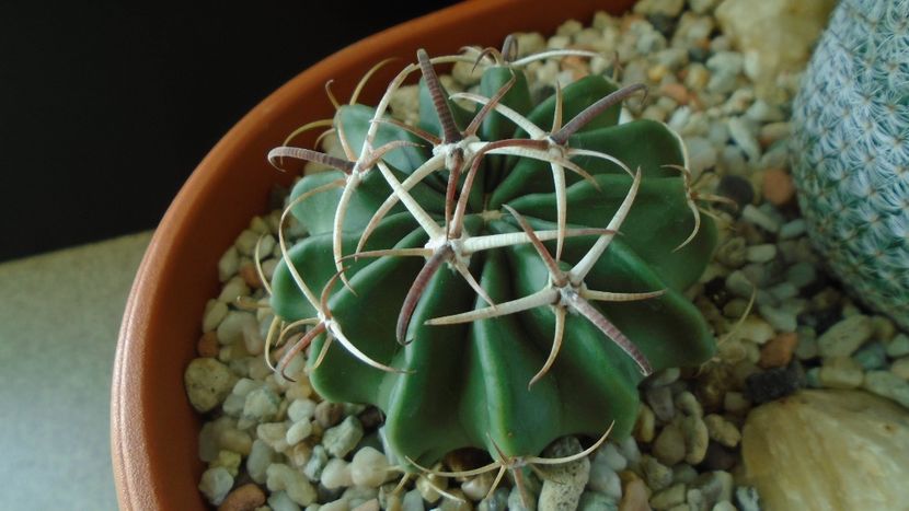 Echinocactus (Homalocephala) texensis - Cactusi 2019 final - catalogare 1