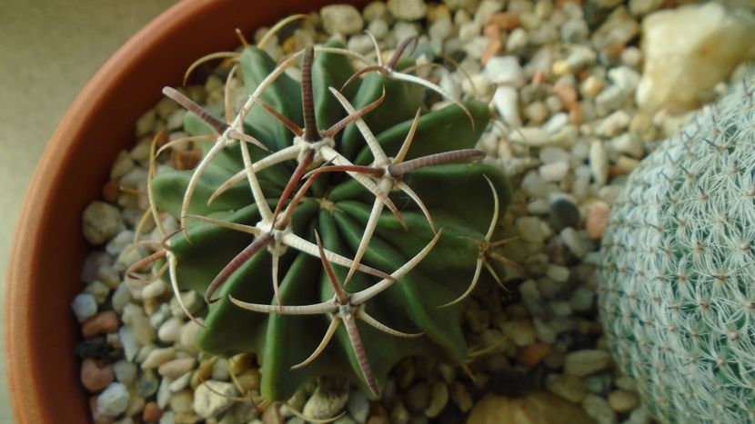 Echinocactus (Homalocephala) texensis - Cactusi 2019 final - catalogare 1