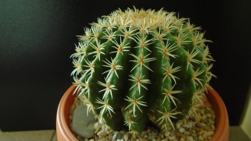 Echinocactus grusonii v. subinermis - Cactusi 2019 final - catalogare 1