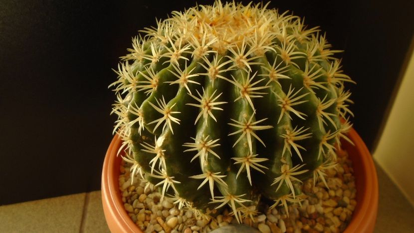 Echinocactus grusonii v. subinermis - Cactusi 2019 final - catalogare 1