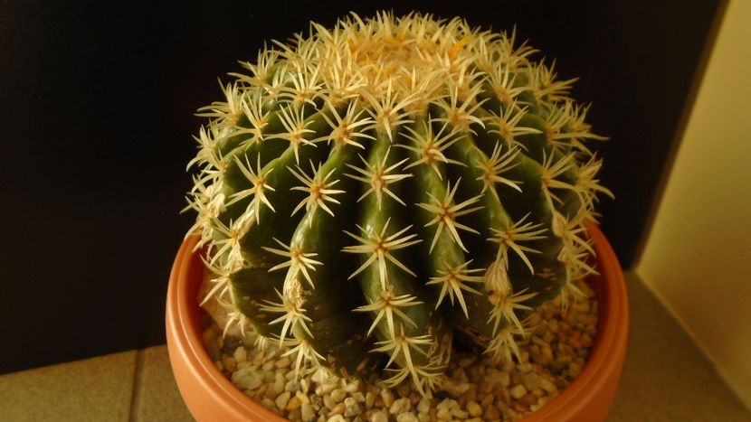Echinocactus grusonii v. subinermis - Cactusi 2019 final - catalogare 1