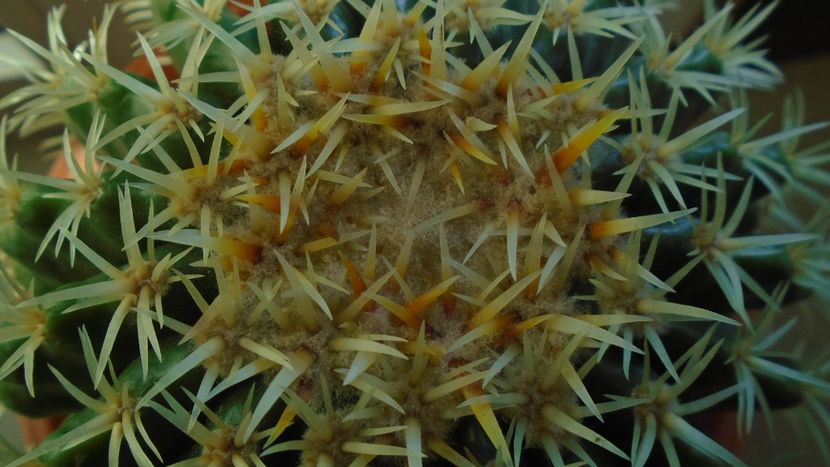 Echinocactus grusonii v. subinermis - Cactusi 2019 final - catalogare 1