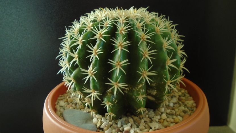 Echinocactus grusonii v. subinermis - Cactusi 2019 final - catalogare 1
