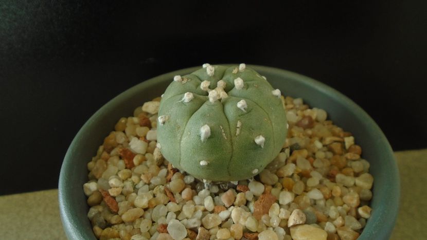 Lophophora williamsii v. jourdaniana - Cactusi 2019 final - catalogare 1
