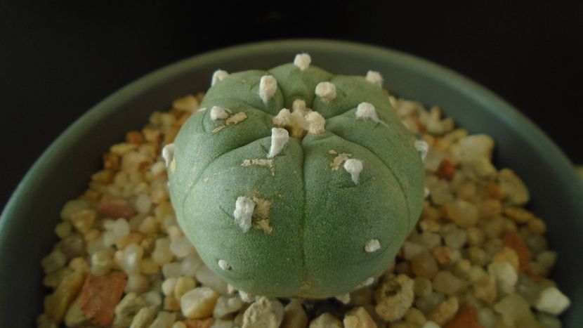 Lophophora williamsii v. jourdaniana - Cactusi 2019 final - catalogare 1