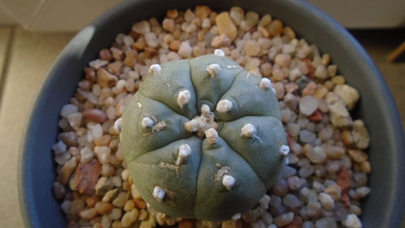 Lophophora williamsii v. jourdaniana - Cactusi 2019 final - catalogare 1
