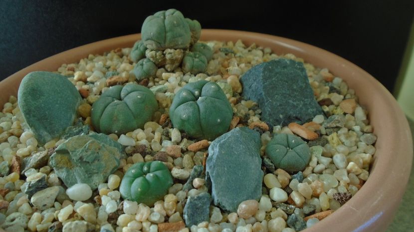 Grup de 5 Lophophora - Cactusi 2019 final - catalogare 1