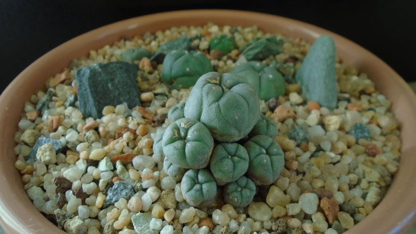 Grup de 5 Lophophora - Cactusi 2019 final - catalogare 1