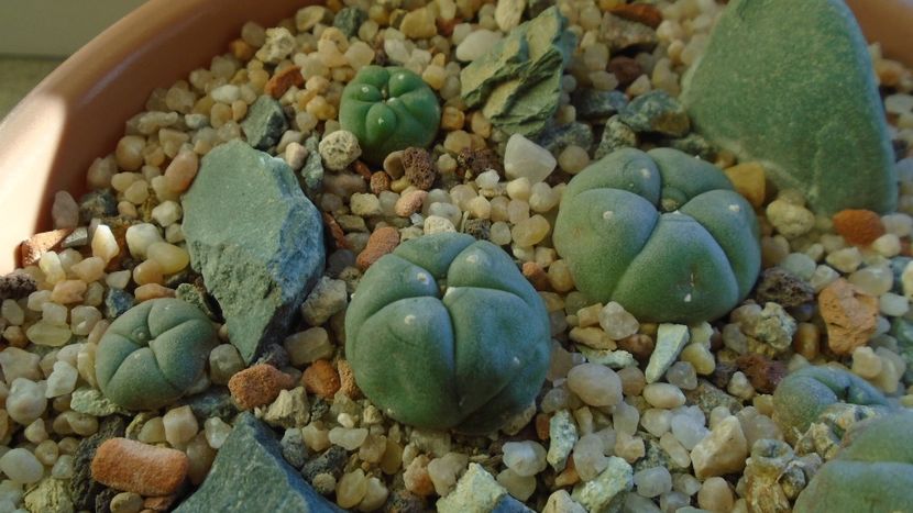 Lophophora williamsii (Peyote) - Cactusi 2019 final - catalogare 1
