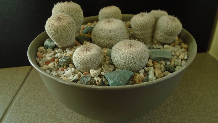 Grup de 6 Epithelantha - Cactusi 2019 final - catalogare 1