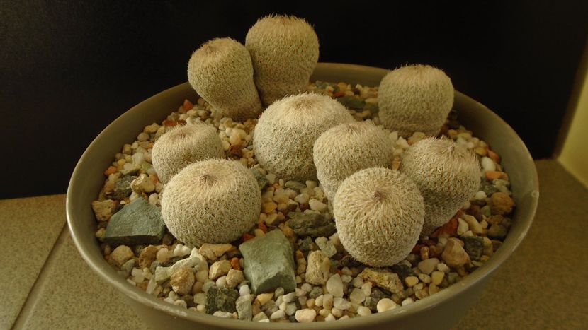 Grup de 6 Epithelantha - Cactusi 2019 final - catalogare 1