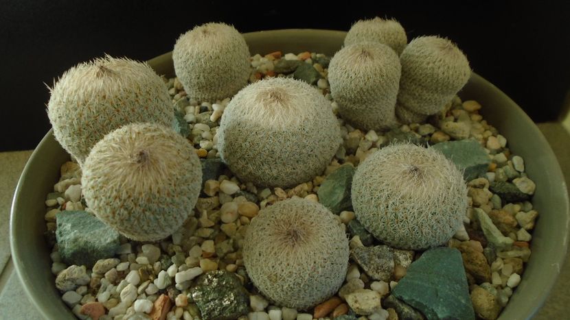 Grup de 6 Epithelantha - Cactusi 2019 final - catalogare 1