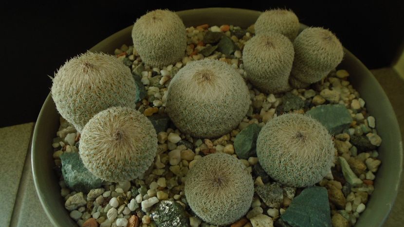 Grup de 6 Epithelantha - Cactusi 2019 final - catalogare 1