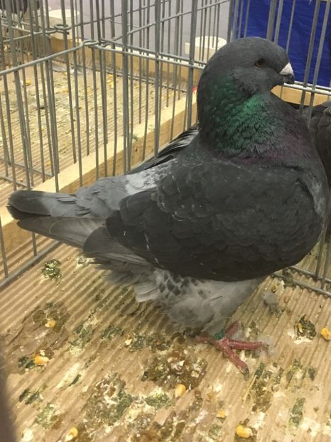 M2019 - Achiziții pentru 2020