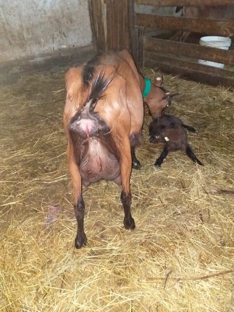 BBF42D45-9A2C-4BA8-9837-FD31E768BA25 - Alpine franceza 2020