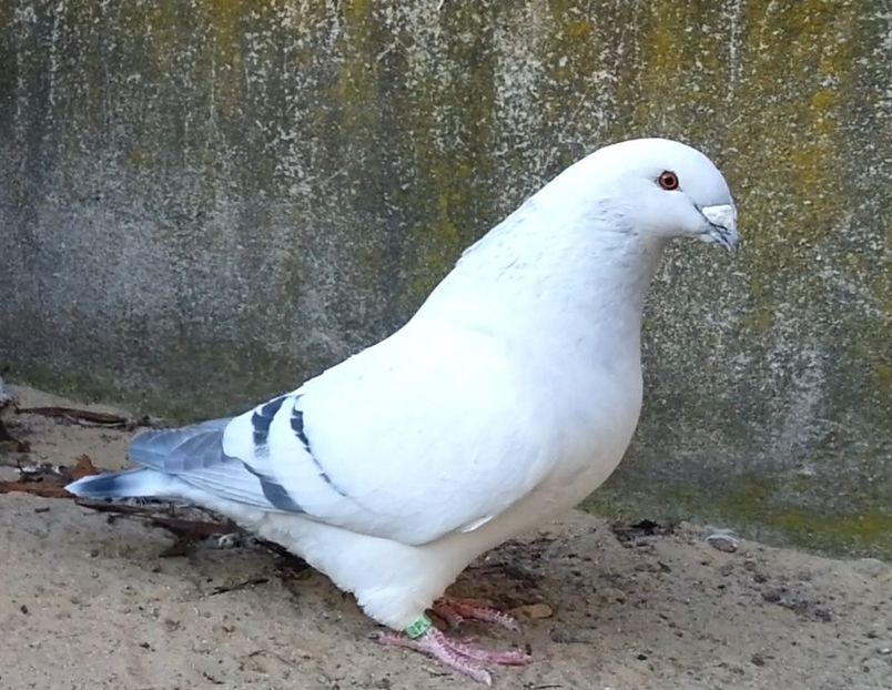 U-545  ARCHIWUM - f- MLODE -2019- Youth