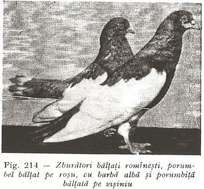 zburator baltati romanesti, porumbel baltat pe rosu cu barba alba si porumbitza baltata pe visiniu - Pag de Iasi 2020