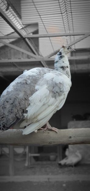  - A-10-Pauni opal silver pied