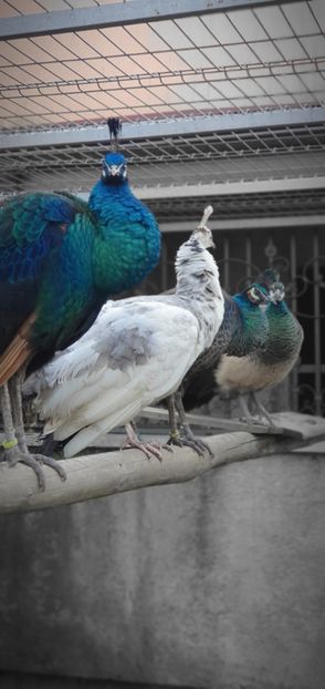  - A-10-Pauni opal silver pied