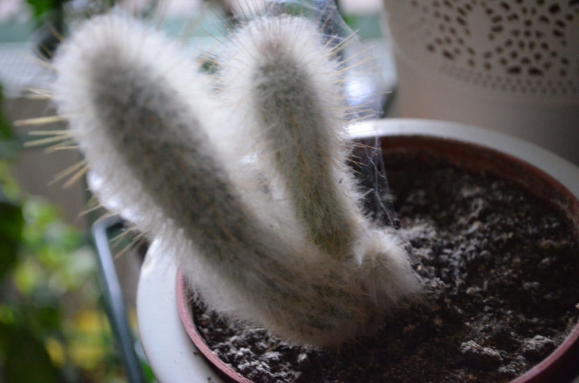  - suculente si cactusi