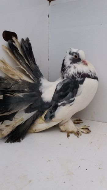 M 2018 vandut - De vanzare voltati